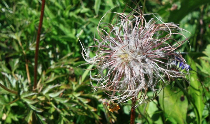 Anemone alpina L., 1753