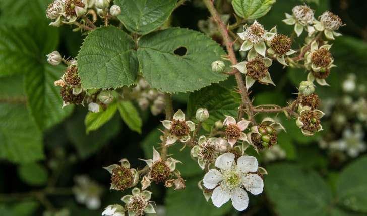 Rubus sp (L., 1753)
