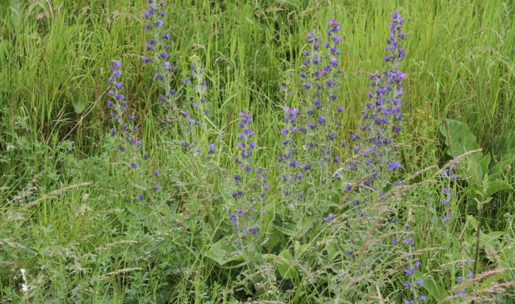 Echium vulgare (Linné, 1753)