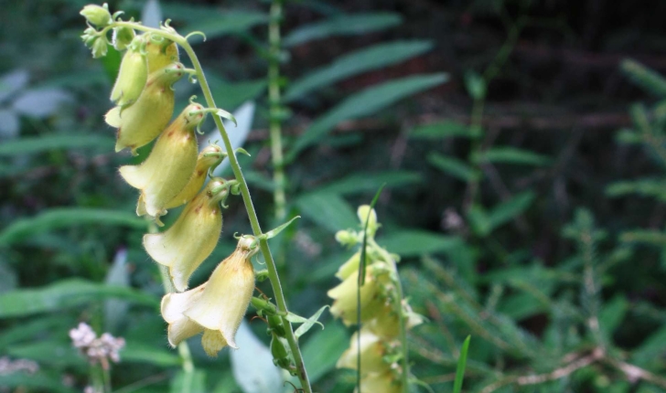Digitalis grandiflora Mill., 1768