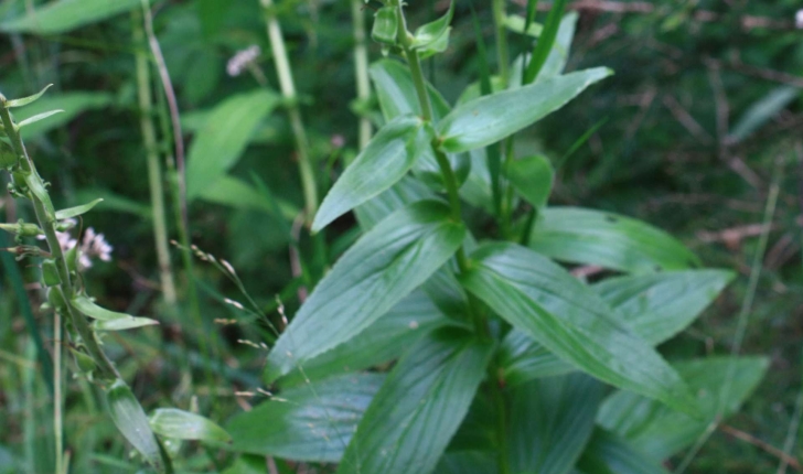 Digitalis grandiflora Mill., 1768