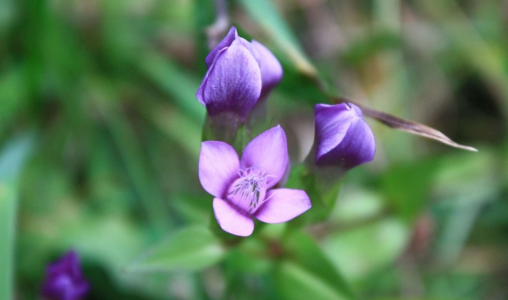 Gentianella campestris ((L.) Börner, 1912)