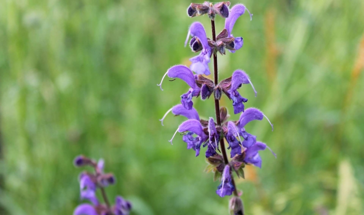 Salvia pratensis (L., 1753)