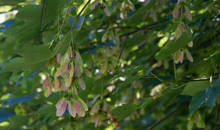 Acer pseudoplatanus (L., 1753)