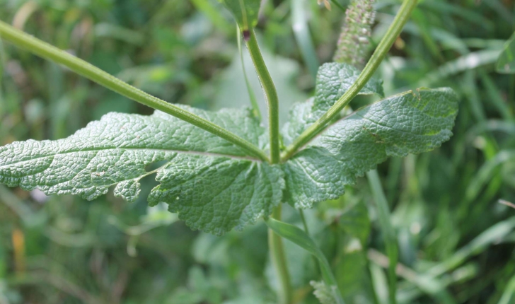 Salvia pratensis (L., 1753)