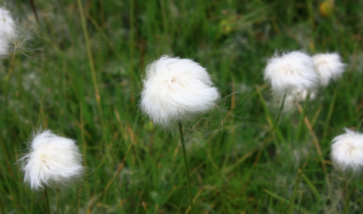 Eriophorum scheuchzeri (Hoppe,1800)