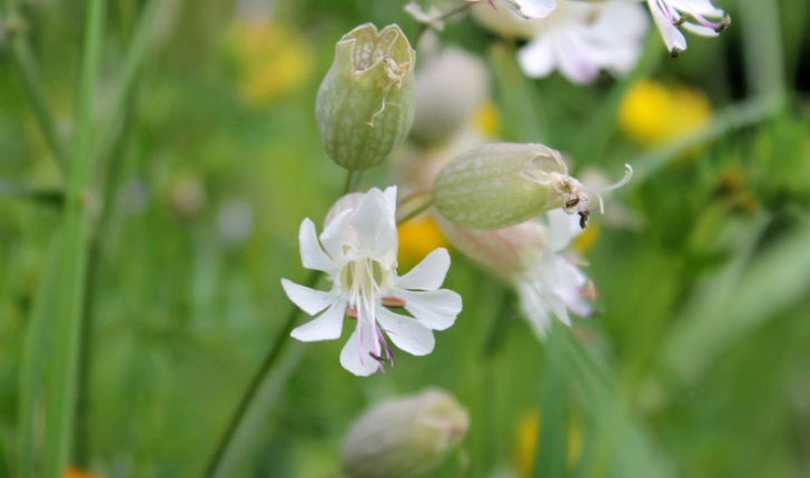 Silene vulgaris (Moench) Garcke, 1869