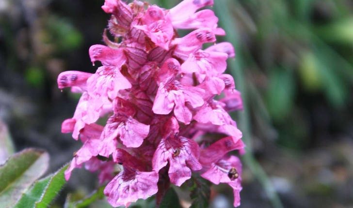 Pedicularis verticillata L., 1753