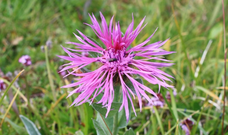 Centaurea uniflora Turra, 1765