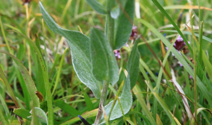 Centaurea uniflora Turra, 1765