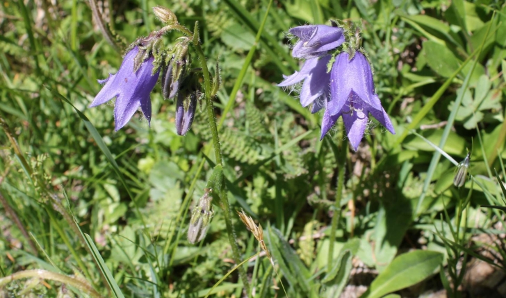 Campanula barbata (L., 1759)