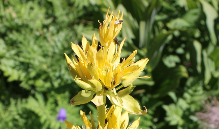 Gentiana lutea L., 1753