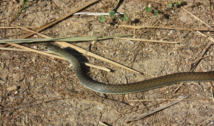 Malpolon monspessulanus (Hermann, 1804)