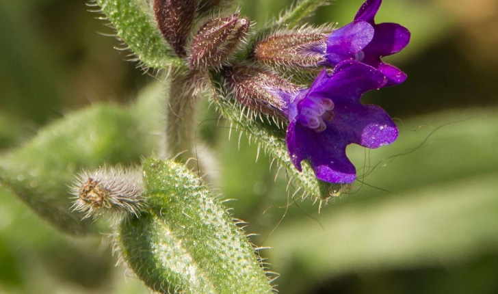Anchusa officinalis (L., 1753)
