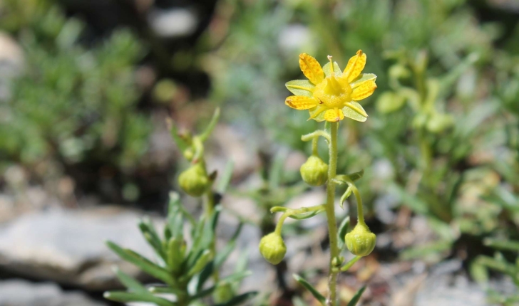 Saxifraga aizoides (L., 1753)