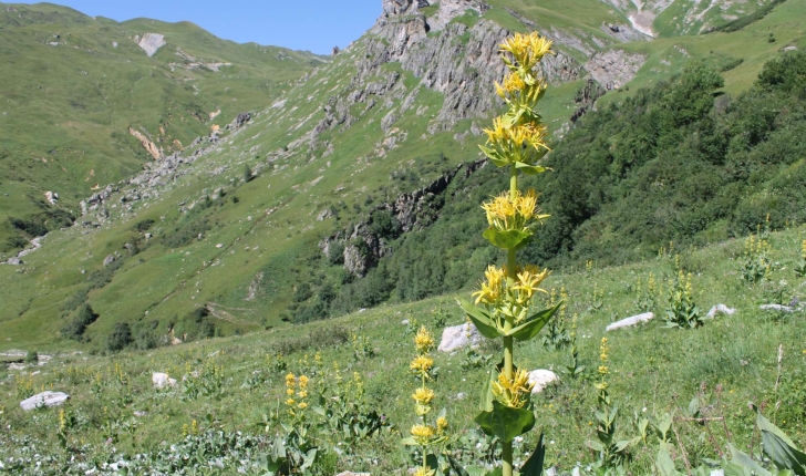 Gentiana lutea L., 1753