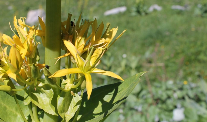 Gentiana lutea L., 1753