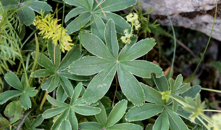 Alchemilla alpina (L., 1753)