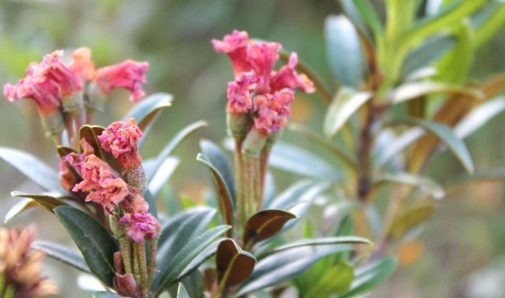 Rhododendron ferrugineum (L., 1753)