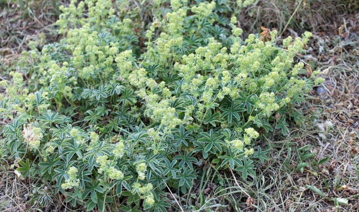 Alchemilla alpina (L., 1753)