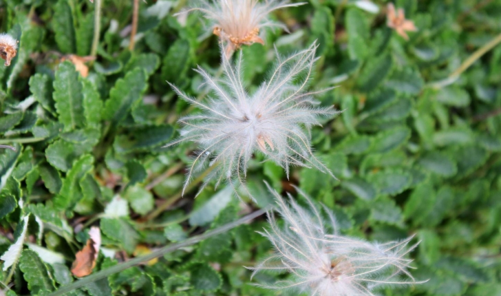 Dryas octopetala (L., 1753)