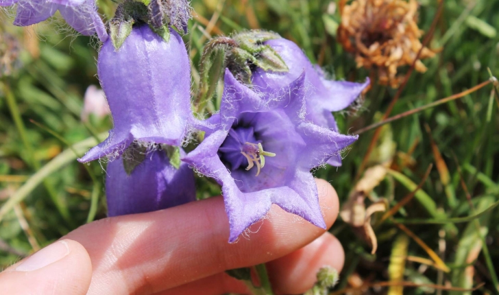 Campanula barbata (L., 1759)