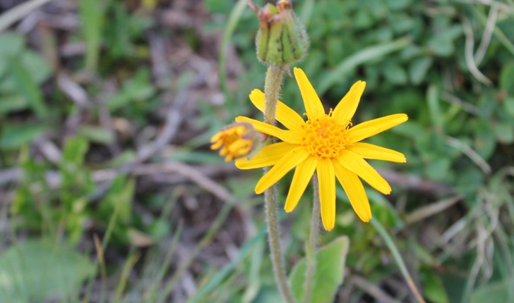 Arnica montana (L., 1753)