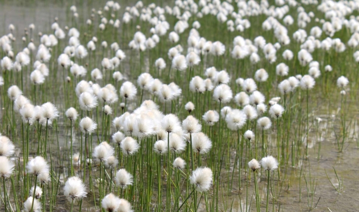 Eriophorum scheuchzeri (Hoppe,1800)