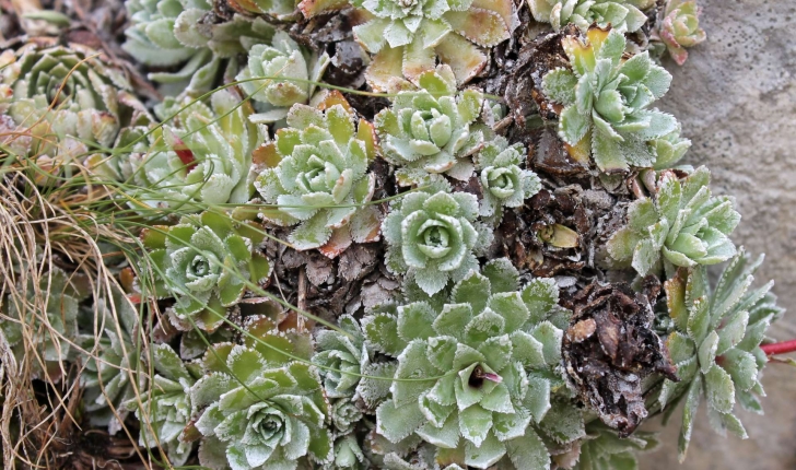 Saxifraga paniculata (Mill., 1768)