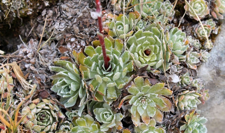 Saxifraga paniculata (Mill., 1768)