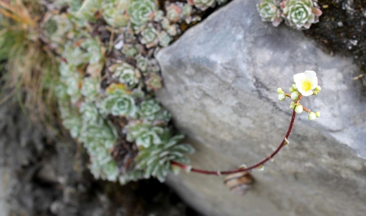 Saxifraga paniculata (Mill., 1768)