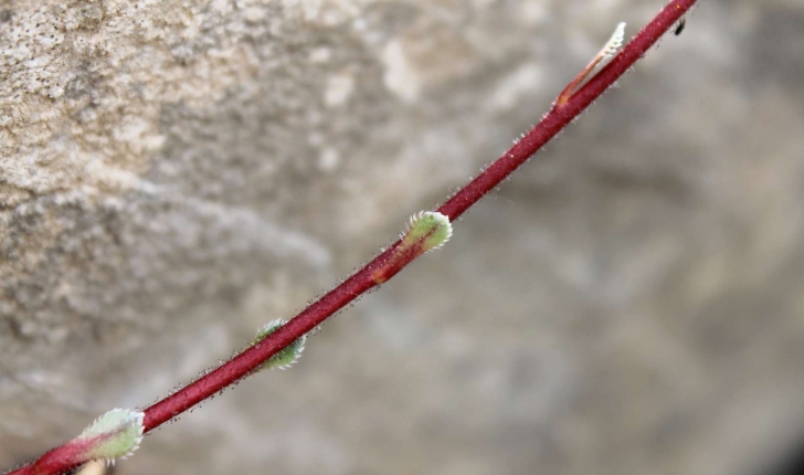 Saxifraga paniculata (Mill., 1768)