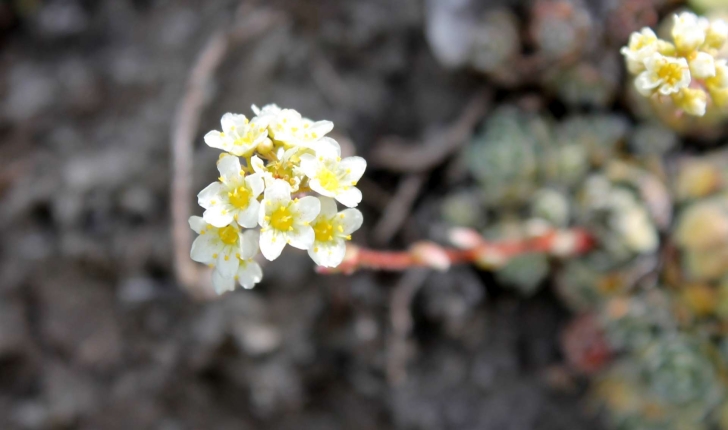 Saxifraga paniculata (Mill., 1768)