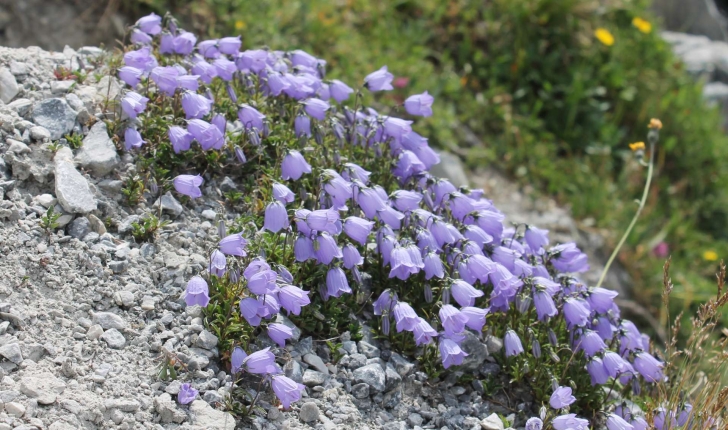 Campanula cochleariifolia (Lam., 1785)