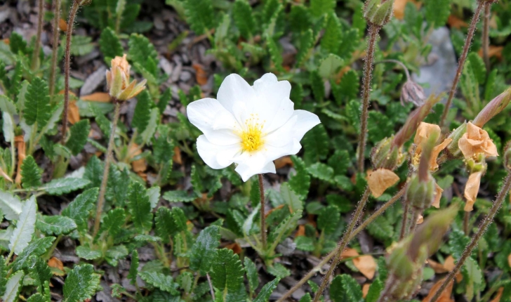 Dryas octopetala (L., 1753)