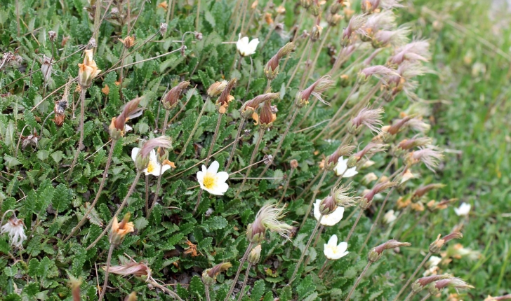 Dryas octopetala (L., 1753)