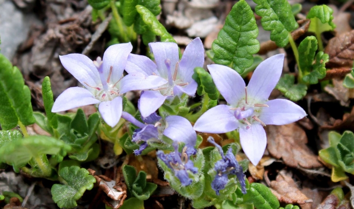 Campanula cenisia (L., 1763)