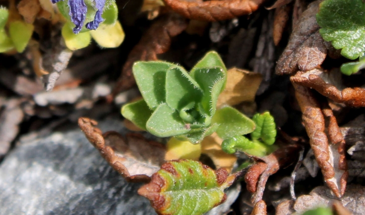 Campanula cenisia (L., 1763)