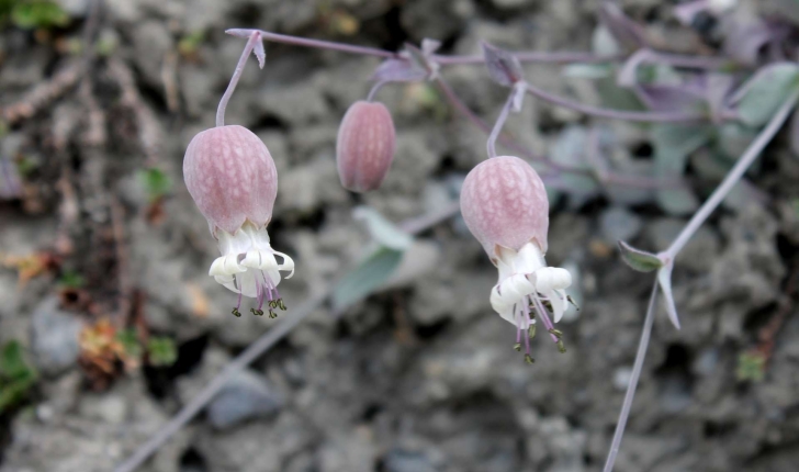 Silene vulgaris subsp. prostrata ((Gaudin) Schinz & Thell., 1923)