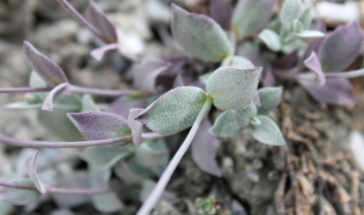 Silene vulgaris subsp. prostrata ((Gaudin) Schinz & Thell., 1923)