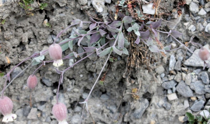 Silene vulgaris subsp. prostrata ((Gaudin) Schinz & Thell., 1923)