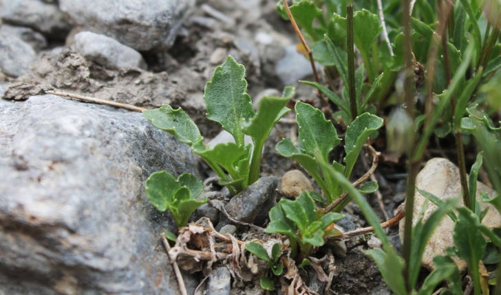 Campanula cochleariifolia (Lam., 1785)