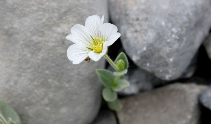 Cerastium latifolium (L., 1753)