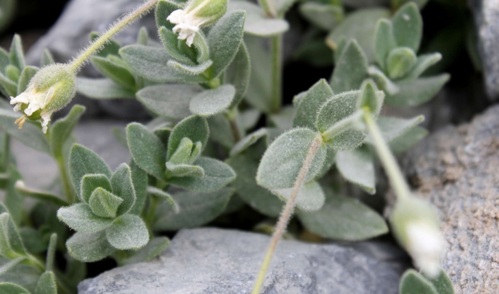 Cerastium latifolium (L., 1753)