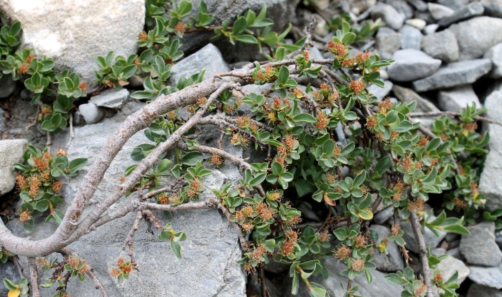 Salix retusa (L., 1759)