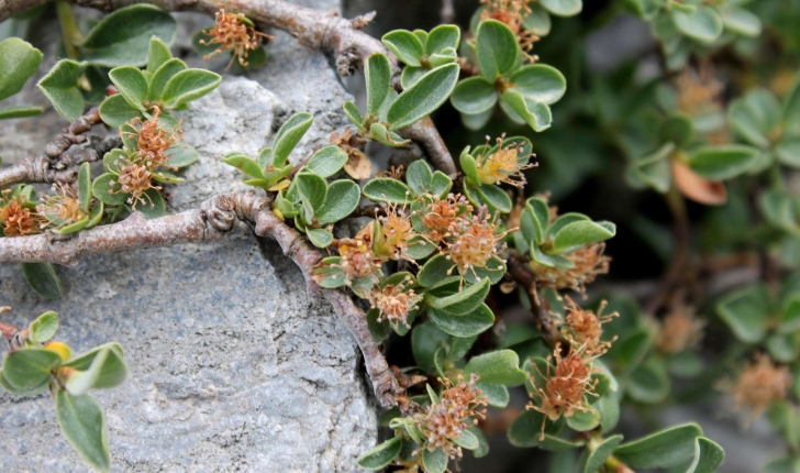 Salix retusa (L., 1759)