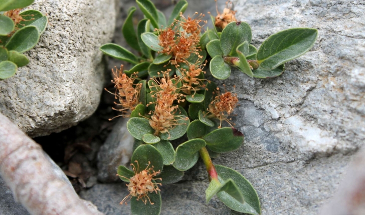 Salix retusa (L., 1759)