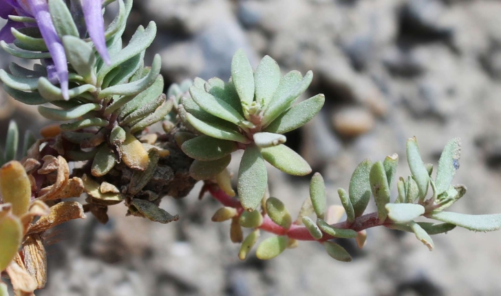 Linaria alpina ((L.) Mill., 1768)