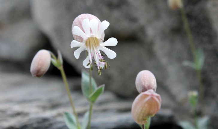 Silene vulgaris subsp. prostrata ((Gaudin) Schinz & Thell., 1923)