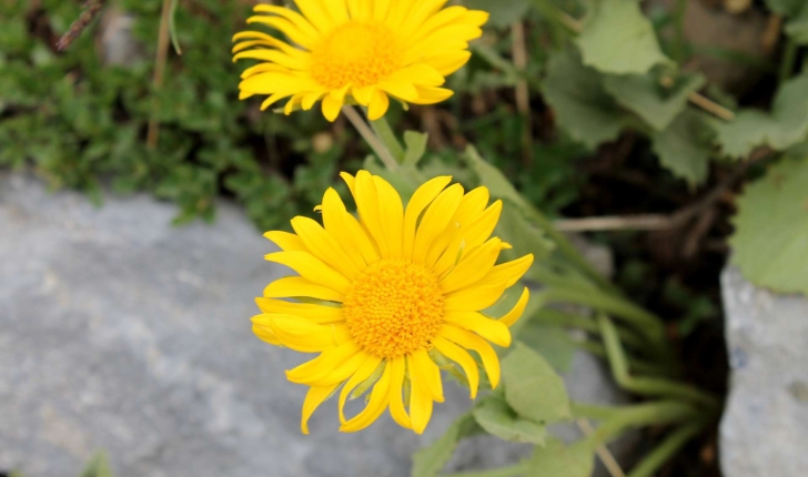 Doronicum grandiflorum (Lam., 1786)